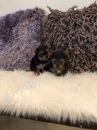 Puppies for sale USA, Florida, Jacksonville Yorkshire Terrier