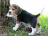 Puppies for sale Cyprus, Limassol Beagle