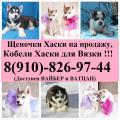 Продам щенка Россия, Ярославль Хаски