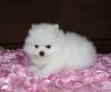 Puppies for sale Cyprus, Limassol , Pomeranian