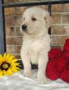 Puppies for sale Cyprus, Limassol Golden Retriever
