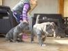 Puppies for sale Cyprus, Limassol Neapolitan Mastiff