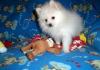Puppies for sale Cyprus, Limassol Pomeranian Spitz