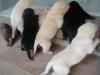 Puppies for sale Cyprus, Limassol Labrador Retriever