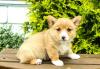 Puppies for sale Ireland, Dublin Other breed