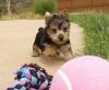 Puppies for sale Ireland, Dublin Yorkshire Terrier
