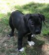 Puppies for sale Cyprus, Limassol Labrador, kenlinda913@gmail.com