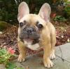 Puppies for sale Cyprus, Limassol French Bulldog, kenlinda913@gmail.com
