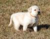 Puppies for sale Cyprus, Limassol Labrador, moorelima12@gmail.com