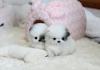 Puppies for sale Germany, Berlin Pomeranian Spitz