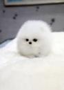 Puppies for sale Germany, Bremen Pomeranian Spitz