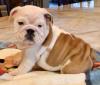Puppies for sale Cyprus, Limassol English Bulldog