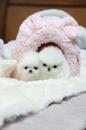 Puppies for sale Germany, Halle Pomeranian Spitz