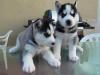 Puppies for sale USA, Texas, Houston Haski