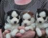 Puppies for sale Cyprus, Limassol Haski