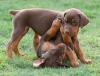 Puppies for sale Cyprus, Limassol Doberman