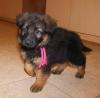 Puppies for sale Latvia, Aizkraukle German Shepherd Dog