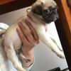 Puppies for sale Cyprus, Limassol Pug
