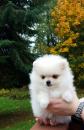 Puppies for sale Cyprus, Limassol Pomeranian Spitz