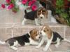 Puppies for sale Sweden, Leksand Beagle