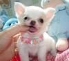 Puppies for sale Spain, Madrid Chihuahua