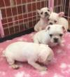 Puppies for sale Sweden, Helsingborg French Bulldog