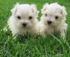Puppies for sale Germany, Munich Maltese