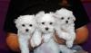 Puppies for sale Ukraine, Ivano-Frankivsk Maltese