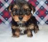 Puppies for sale Cyprus, Limassol Yorkshire Terrier