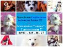 Продам щенка Россия, Кострома Самоед, самоедская лайка