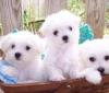 Puppies for sale USA, California, San Jose Maltese