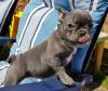 Puppies for sale Cyprus, Limassol Fokxterer