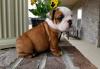 Puppies for sale USA, Florida, Jacksonville English Bulldog