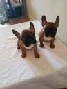 Puppies for sale USA, Florida, Tallahassee French Bulldog