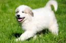 Продам щенка Россия, Санкт-Петербург Пиренейская горная собака