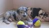 Puppies for sale Sweden, Goteborg Deutsch Drahthaar