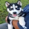 Puppies for sale Spain, Madrid Haski