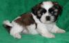 Puppies for sale Lithuania, Shih Tzu