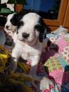 Puppies for sale United Kingdom, Blackburn Shipperke