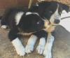 Puppies for sale Netherlands, Amsterdam Bearded collie