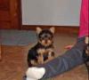 Puppies for sale Sweden, Stockholm Yorkshire Terrier