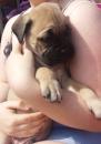 Puppies for sale USA, Alabama Bullmastiff