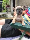 Puppies for sale USA, Texas, San Antonio, San Antonio French Bulldog, French Bulldog