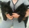 Puppies for sale Lithuania, Kaunas Scotch-terrier