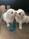 Puppies for sale USA, Texas, Houston, Houston Maltese, Maltese