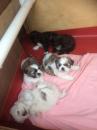 Puppies for sale USA, Michigan Shih Tzu, Shih Tzu