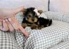 Puppies for sale USA, Massachusetts Yorkshire Terrier
