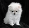 Puppies for sale Finland, Pori Pomeranian Spitz