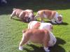 Puppies for sale USA, California, San Diego, San Diego  English Bulldog, British bulldog