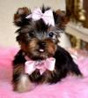 Puppies for sale USA, Alabama Yorkshire Terrier
